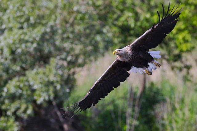 Free download white tailed eagle flying bird free picture to be edited with GIMP free online image editor