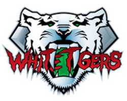 Free download WhiteTigers (1) free photo or picture to be edited with GIMP online image editor