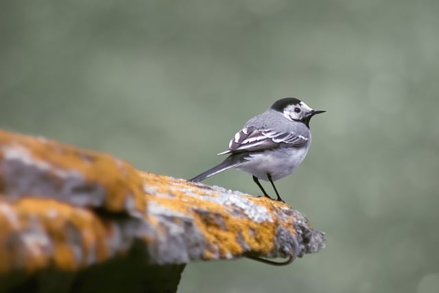 Free download white wagtail bird motacilla alba free picture to be edited with GIMP free online image editor