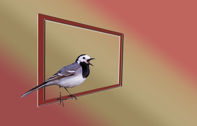 Free download White Wagtail Bird Nature -  free illustration to be edited with GIMP free online image editor