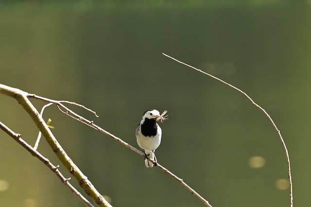 Free download white wagtail bird park nature free picture to be edited with GIMP free online image editor