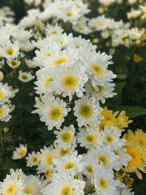 Free download white yellow flower bloom nature free picture to be edited with GIMP free online image editor