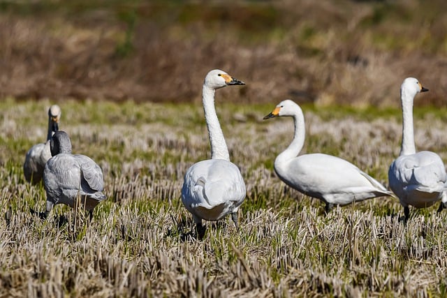 Free download whooper swan bird waterfowl animal free picture to be edited with GIMP free online image editor