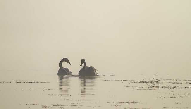 Free download whooper swans lake fog nature free picture to be edited with GIMP free online image editor