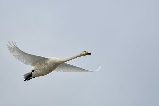 Free download whooper swan swan animal bird free picture to be edited with GIMP free online image editor
