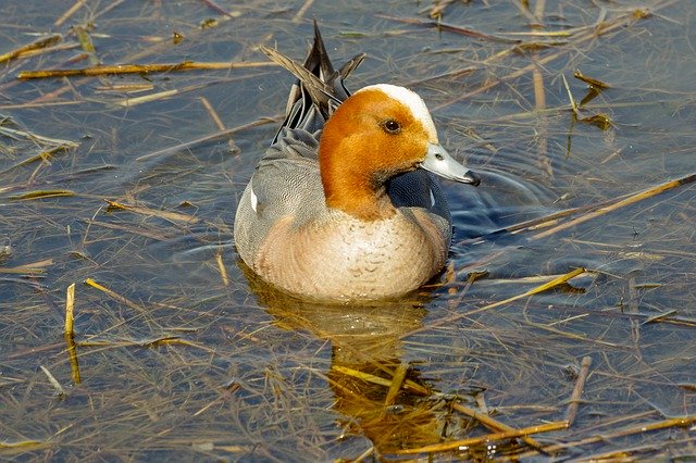 Free download Widgeon Waterfowl Water -  free photo or picture to be edited with GIMP online image editor