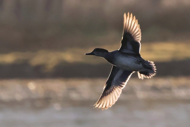 Free download wigeon duck fly bird animal wings free picture to be edited with GIMP free online image editor