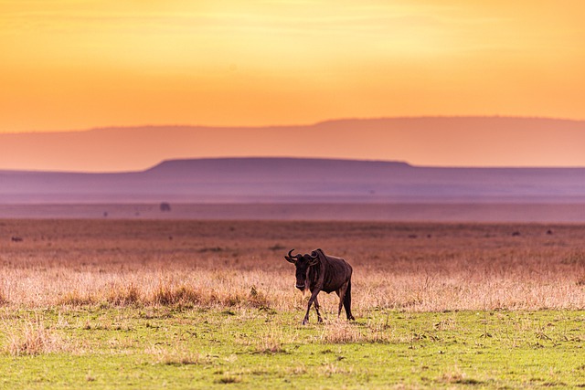 Free download wild animal sunset wildebeest free picture to be edited with GIMP free online image editor