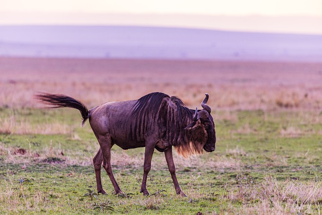 Free download wild animal wildebeest wilderness free picture to be edited with GIMP free online image editor