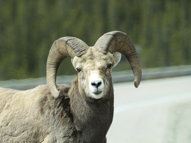 Free download Wild Bighorn Sheep Animal -  free photo or picture to be edited with GIMP online image editor