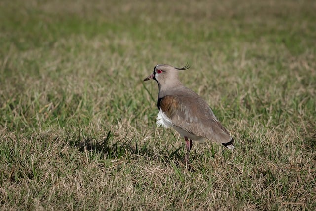 Free download wild bird ornithology field free picture to be edited with GIMP free online image editor