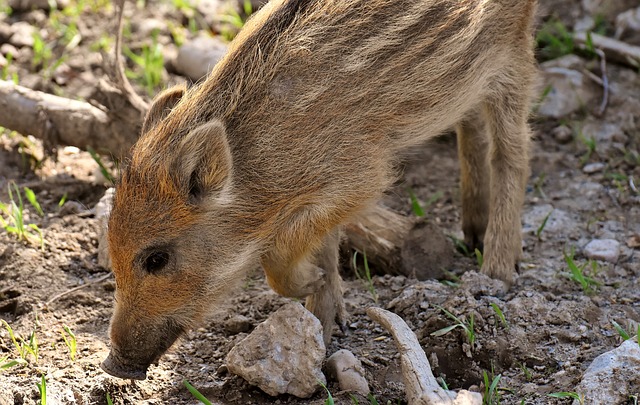 Free download wild boar little pigs mini cute free picture to be edited with GIMP free online image editor