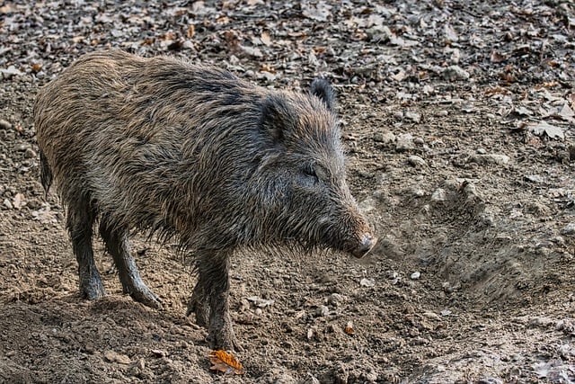 Free download wild boar nature cub dirt earth free picture to be edited with GIMP free online image editor