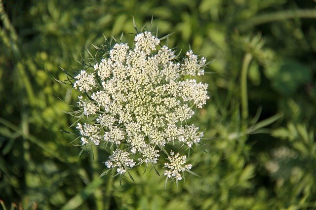 Free download Wild Carrot Flower Hedge -  free photo or picture to be edited with GIMP online image editor