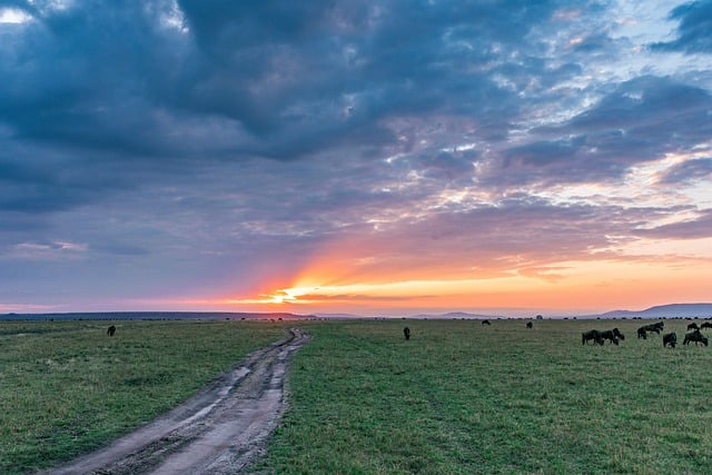 Free download wildebeest game reserve rift valley free picture to be edited with GIMP free online image editor