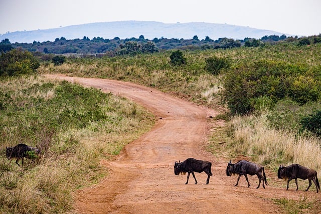 Free download wildebeest grassland free picture to be edited with GIMP free online image editor