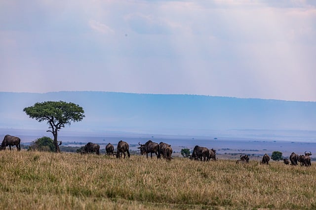 Free download wildebeest lone trees blue sky free picture to be edited with GIMP free online image editor