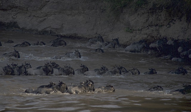 Free download wildebeest migration river crossing free picture to be edited with GIMP free online image editor