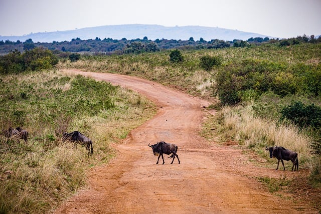 Free download wildebeest rough road grassland free picture to be edited with GIMP free online image editor