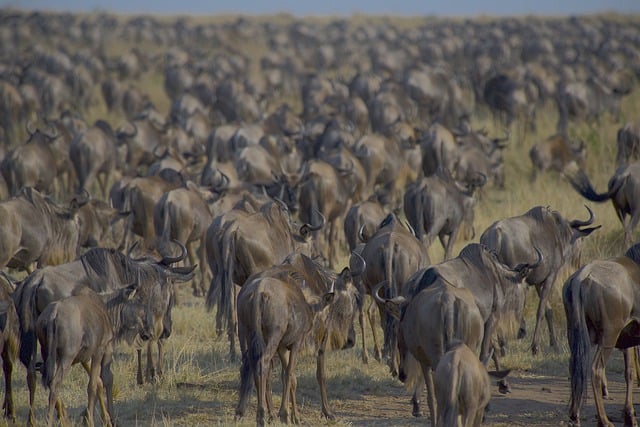 Free download wildebeests migration nature herd free picture to be edited with GIMP free online image editor