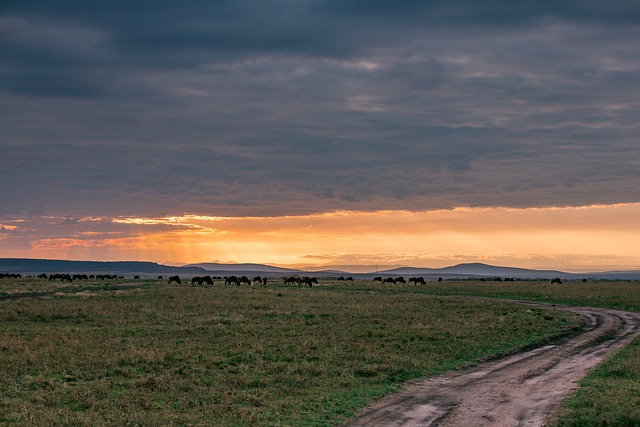 Free download wildebeest sunset animal safari free picture to be edited with GIMP free online image editor