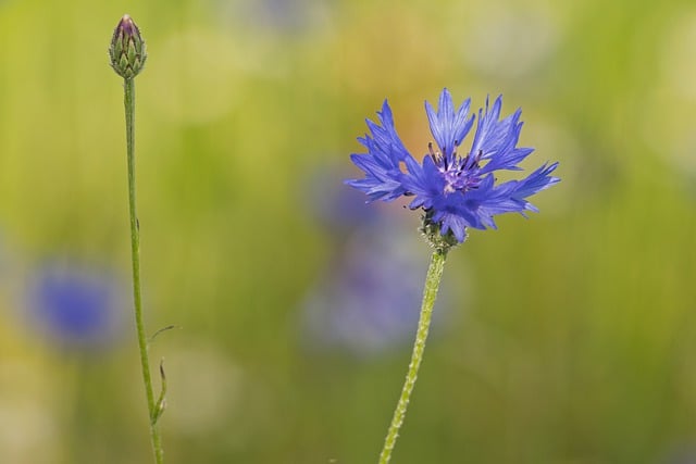 Free download wildflower cornflower hd wallpaper free picture to be edited with GIMP free online image editor