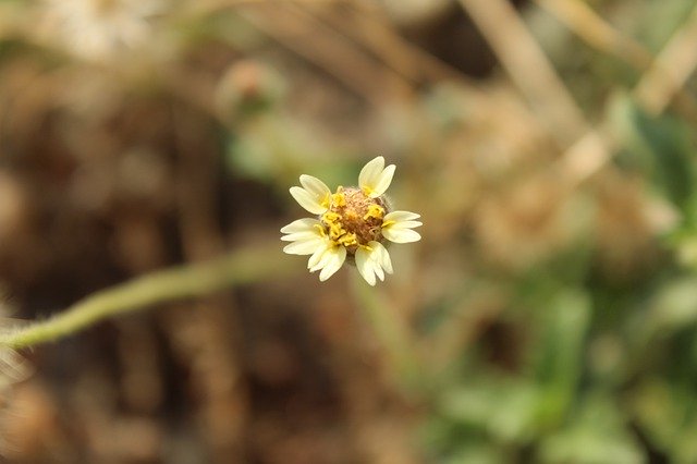 Free download Wild Flower Nature Flowers -  free photo or picture to be edited with GIMP online image editor