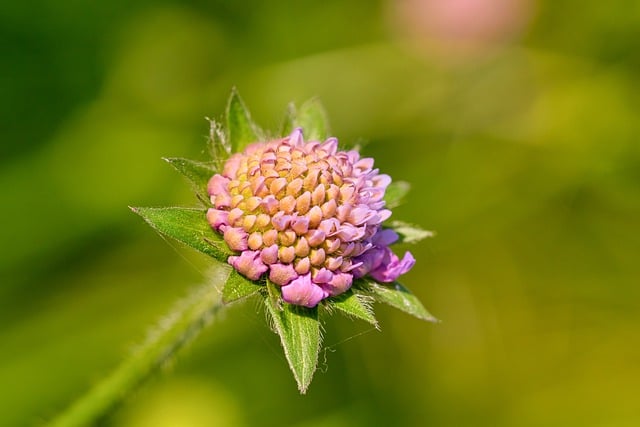 Free download wildflower pink flower flower free picture to be edited with GIMP free online image editor