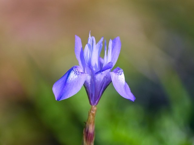 Free download Wild Flower Purple Colorful -  free photo or picture to be edited with GIMP online image editor