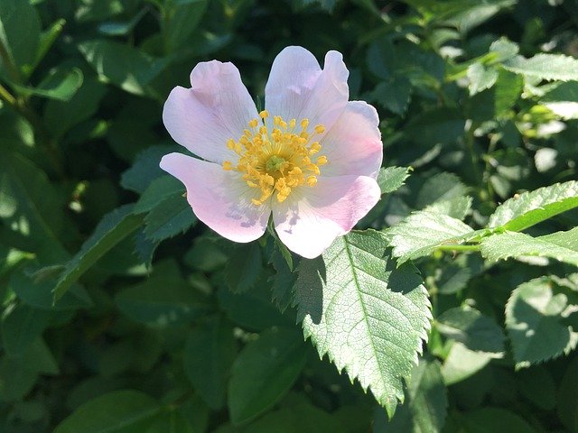 Free download Wildflower Rose Eglantine Pink -  free photo or picture to be edited with GIMP online image editor