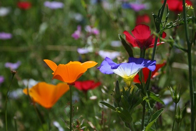 Free download Wild Flowers Colorful Flower -  free photo or picture to be edited with GIMP online image editor