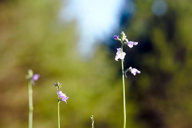 Free download Wildflowers Flower Bloom -  free photo or picture to be edited with GIMP online image editor