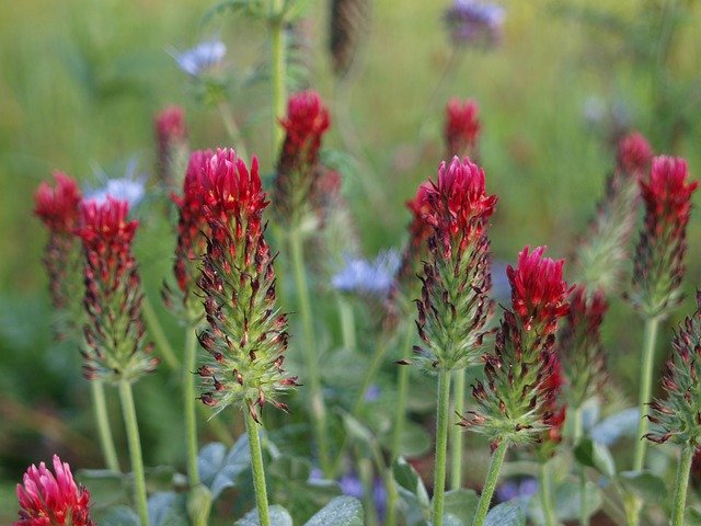 Free download Wild Flowers Flower Meadow -  free photo or picture to be edited with GIMP online image editor