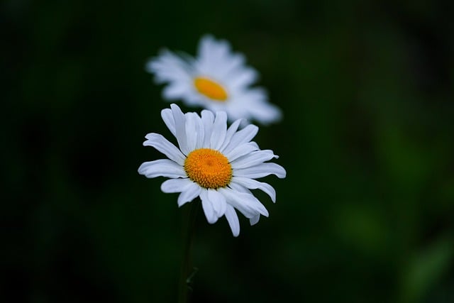 Free download wildflowers flowers daisies free picture to be edited with GIMP free online image editor