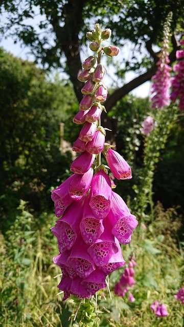 Free download Wildflowers Foxglove Plants -  free photo or picture to be edited with GIMP online image editor