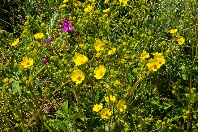 Free download Wildflowers On Lemhi Pass -  free photo or picture to be edited with GIMP online image editor