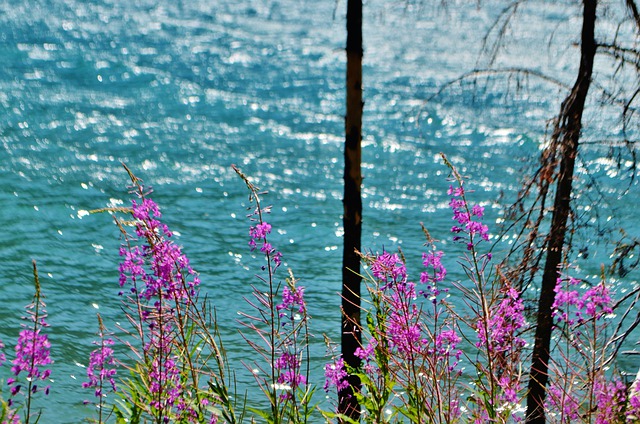 Free download wild flowers tree lake landscape free picture to be edited with GIMP free online image editor