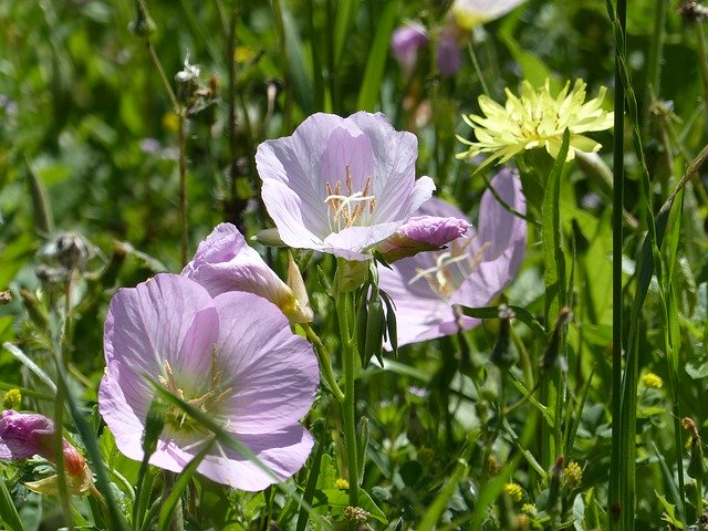 Free download Wildflower Texas Pink -  free photo or picture to be edited with GIMP online image editor