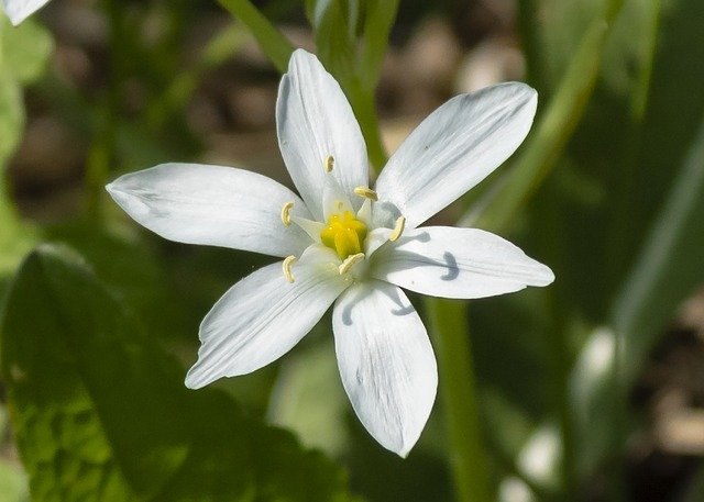 Free download Wildflower Umbrella Sárma Snake -  free photo or picture to be edited with GIMP online image editor