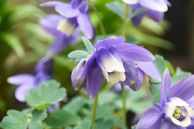 Free download Wildflower Violet Flowers -  free photo or picture to be edited with GIMP online image editor