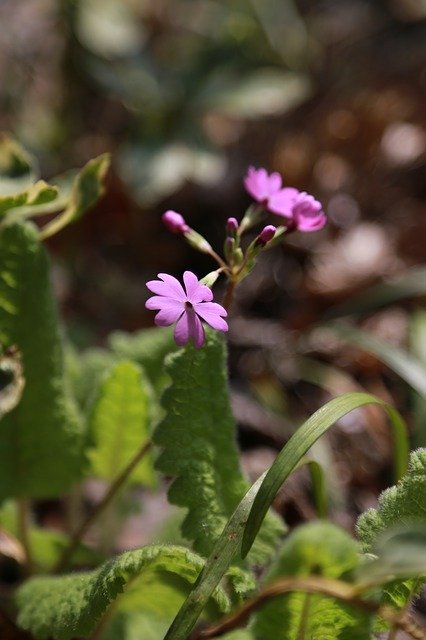 Free download Wildflower Wild Flowers -  free photo or picture to be edited with GIMP online image editor