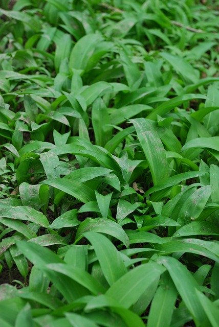 Free download Wild Garlic Woodland Plant -  free photo or picture to be edited with GIMP online image editor