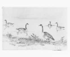 Free download Wild Geese (from McGuire Scrapbook) free photo or picture to be edited with GIMP online image editor