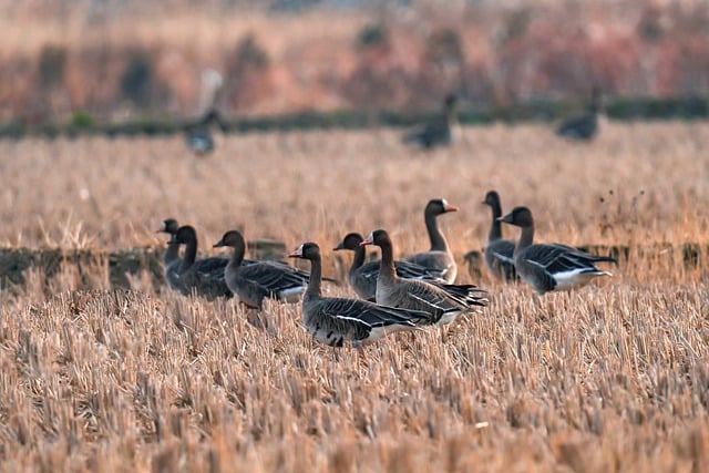 Free download wild geese mallard ducks animals free picture to be edited with GIMP free online image editor