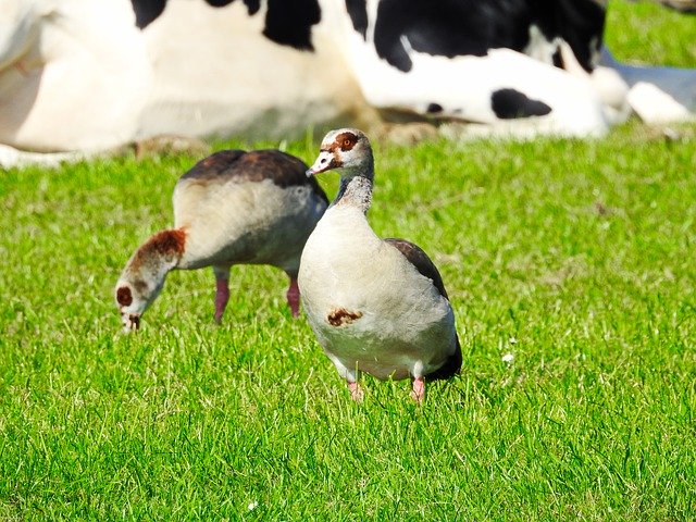 Free download Wild Goose Geese Bird -  free photo or picture to be edited with GIMP online image editor