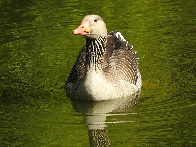 Free download Wild Goose Greylag Water -  free photo or picture to be edited with GIMP online image editor