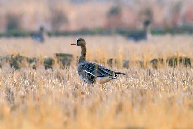 Free download wild goose swan new birds animal free picture to be edited with GIMP free online image editor