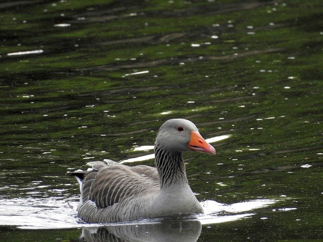 Free download Wild Goose Water Bird -  free photo or picture to be edited with GIMP online image editor