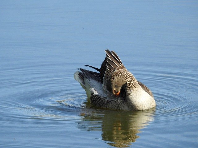 Free download Wild Goose Water Bird Poultry -  free photo or picture to be edited with GIMP online image editor