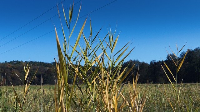 Free download Wild Grass Autumn Dry The -  free photo or picture to be edited with GIMP online image editor